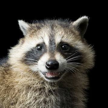 Raccoon.